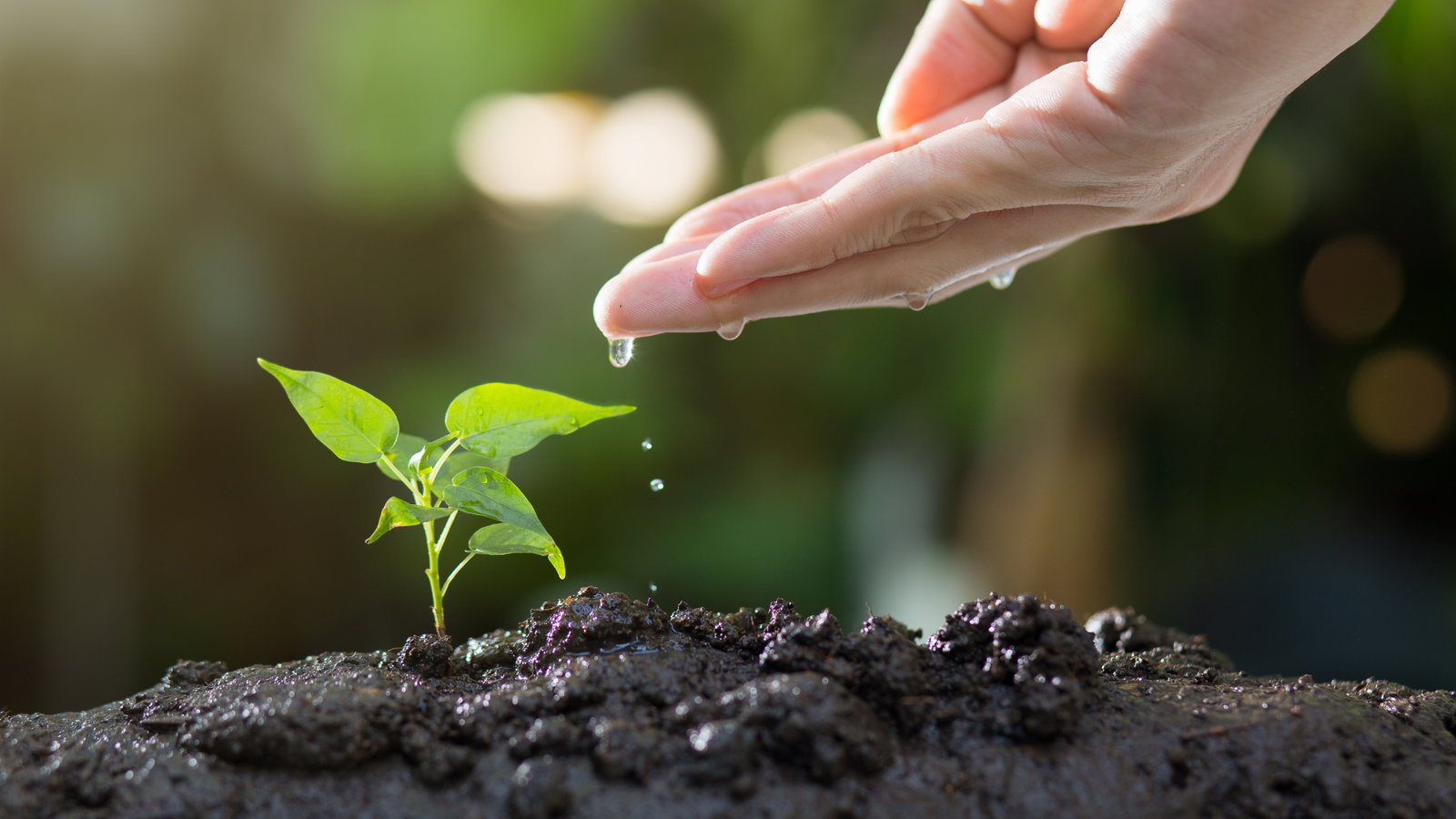 Tree Plantation and Green Environment